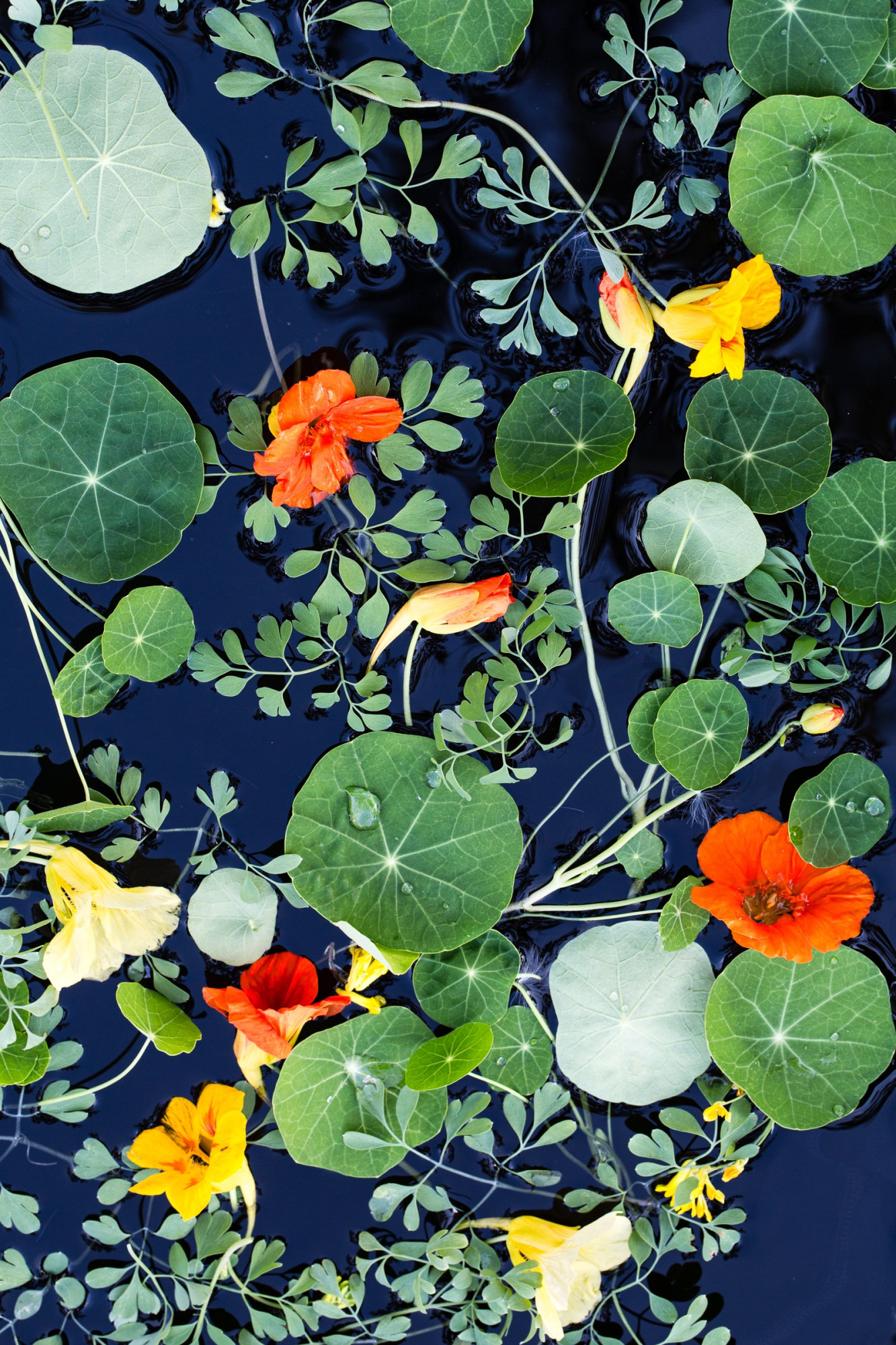 Lisa Redburn