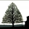 duxbury tree