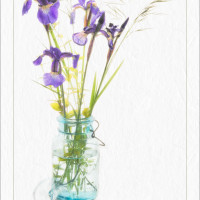 lsf image 13 siberian iris