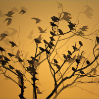 lsf image 17 starlings flocking
