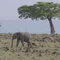 Elephant Tree 6188