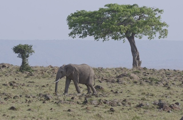 Elephant Tree 6188