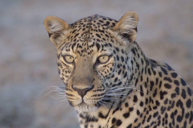 Leopard.2