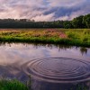 Laurie Wenham Aug 4 2018 bog pond ripple