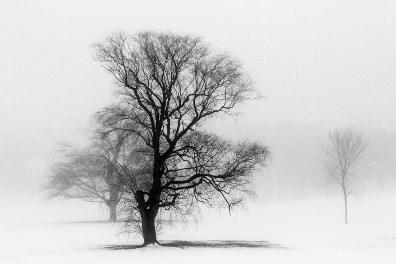 Frank Moccaldi   Misty Morning Frank Moccaldi   Misty Morning