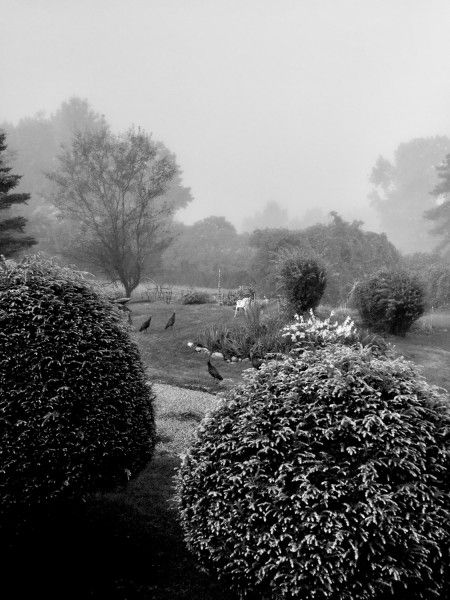 Joan Sewall   Mystical Garden Joan Sewall   Mystical Garden