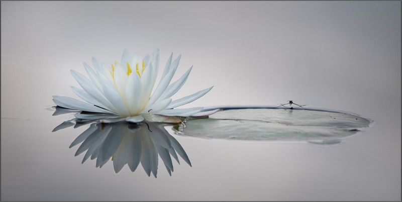 Lynne Ford Floating on the Calm Lynne Ford Floating on the Calm