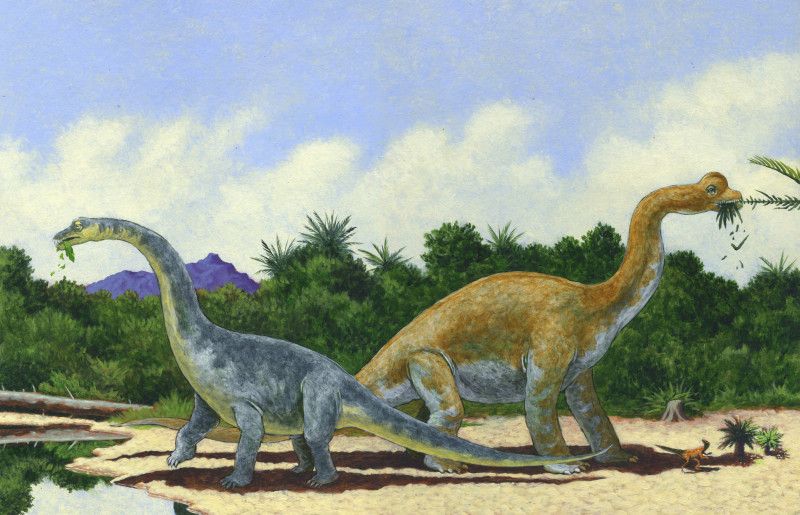 11 diplodocus and brachiosaurus 11 diplodocus and brachiosaurus