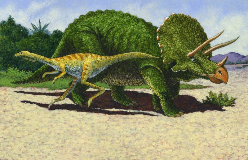 12 triceratops and strathiomimus 12 triceratops and strathiomimus
