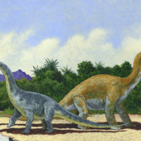 11 diplodocus and brachiosaurus