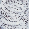 snowy owl
