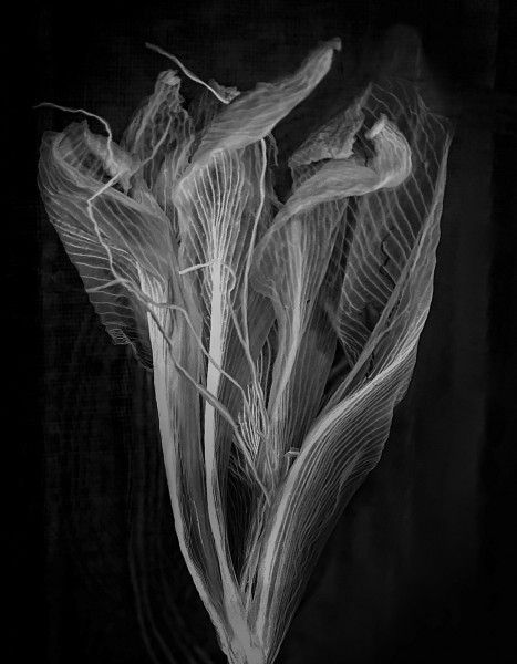 myrna walsh amaryllis myrna walsh amaryllis