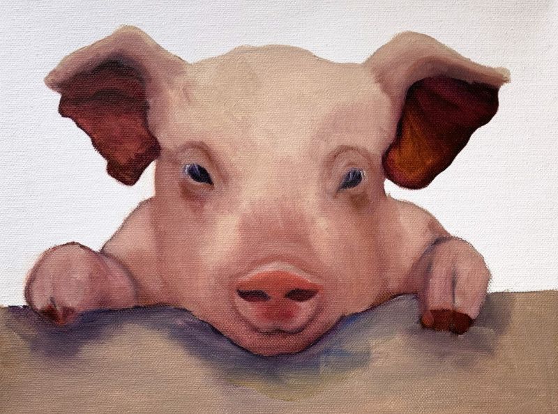 curious pig curious pig