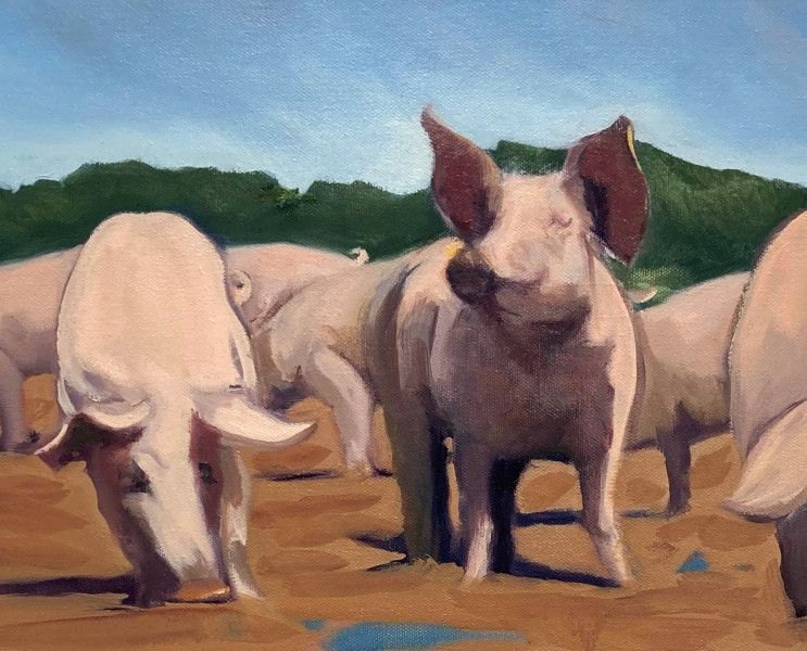 pigs  pigs