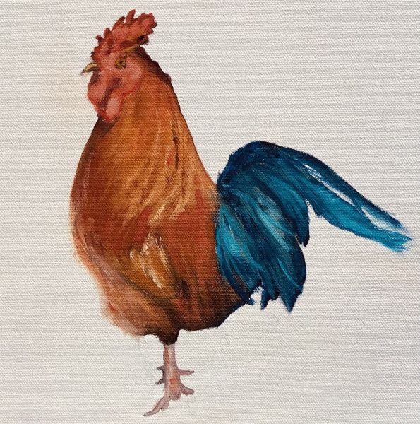 rhode island red   rhode island red
