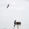 9. dsc 1350 nest banding dux win web