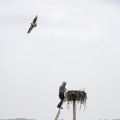 9. dsc 1350 nest banding dux win web