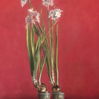 buckley kerry w paperwhites  oil on canvas  x20  