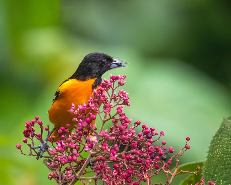 baltimore oriole