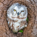 eastern screech owl