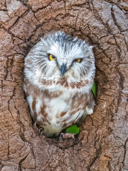 eastern screech owl eastern screech owl