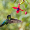 fiery throated hummingbird