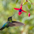 fiery throated hummingbird