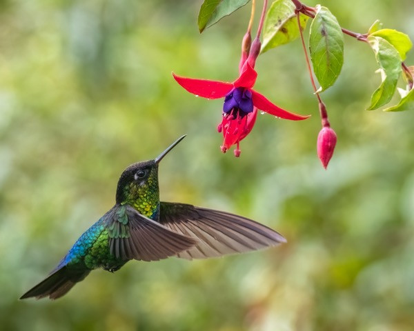 fiery throated hummingbird fiery throated hummingbird