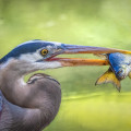 great blue heron