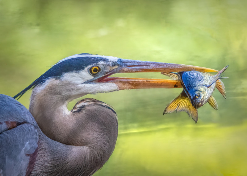 great blue heron