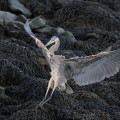 great blue heron landing