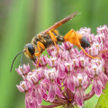 great golden digger wasp