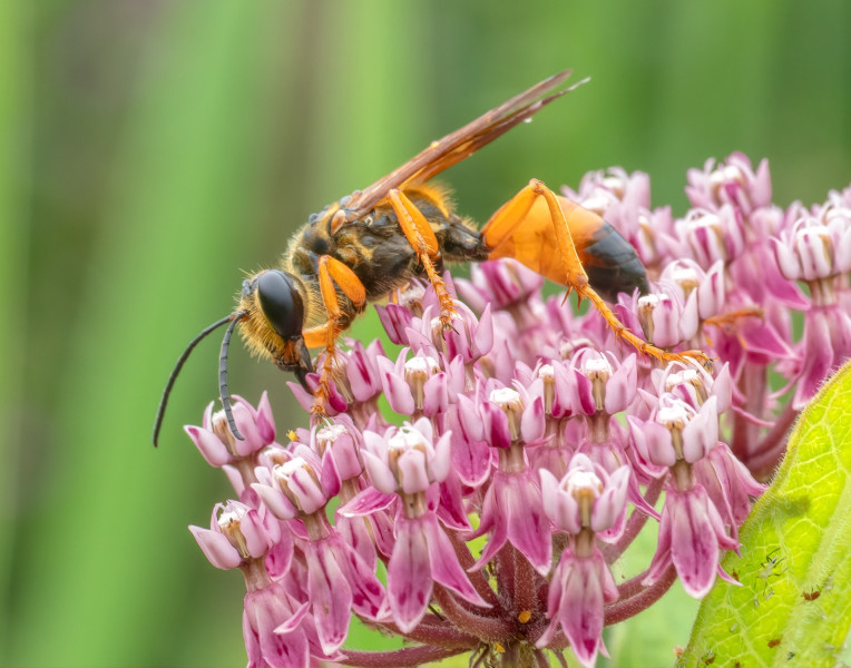 great golden digger wasp great golden digger wasp
