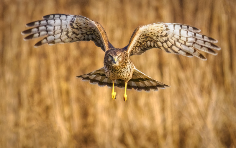 northern harrier northern harrier