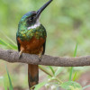 rufous tailed jacamar