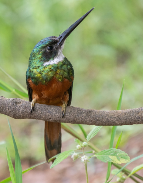 rufous tailed jacamar rufous tailed jacamar
