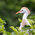 steve cattle egret