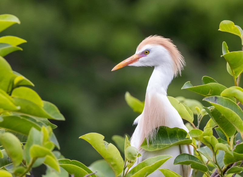 steve cattle egret steve cattle egret