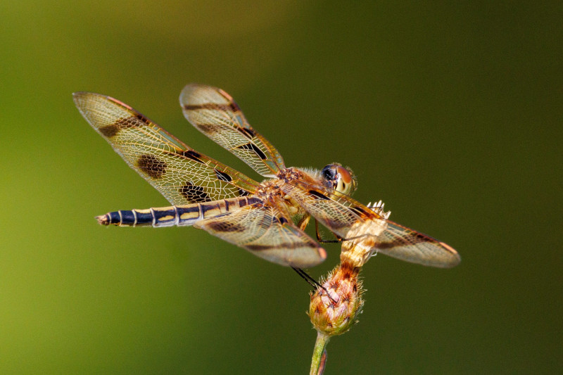steve dragonfly steve dragonfly