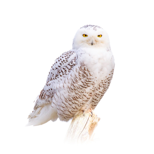 steve high key snowy steve high key snowy