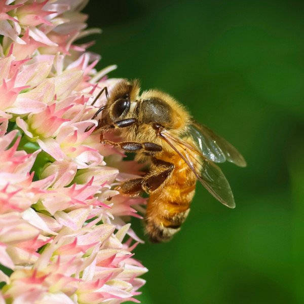 steve honey bee steve honey bee