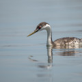 western grebe