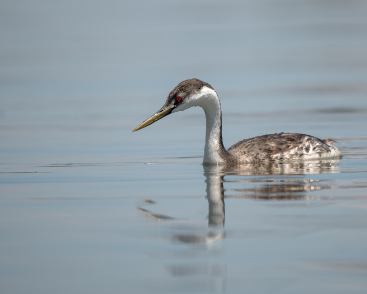 western grebe western grebe