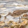 willet