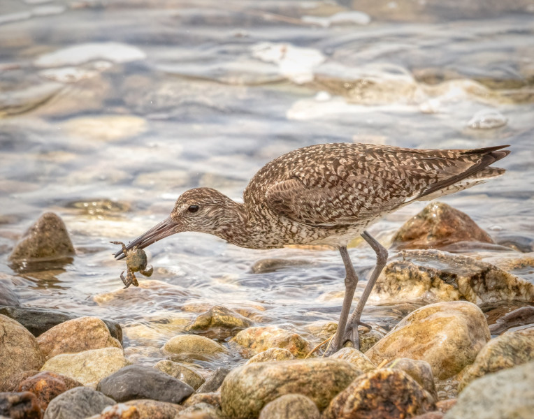 willet willet