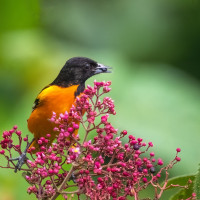 baltimore oriole