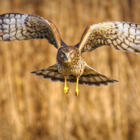 northern harrier