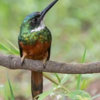 rufous tailed jacamar