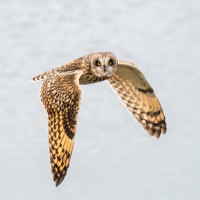 short eared owl