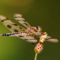 steve dragonfly